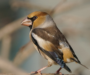 Болжмор (Банхар булжуулай, Хөхөлт хөх болжмор)